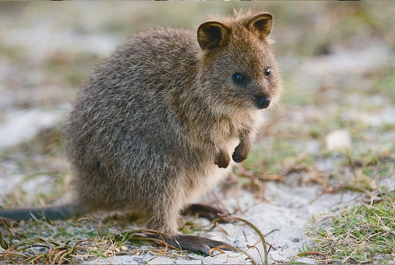 Quokka Joey