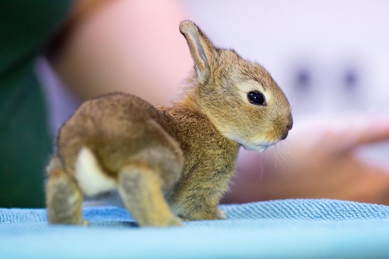 Rabbit Kit