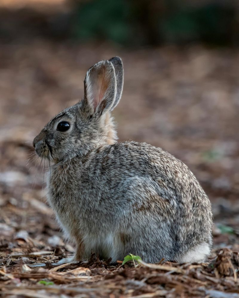 Rabbits