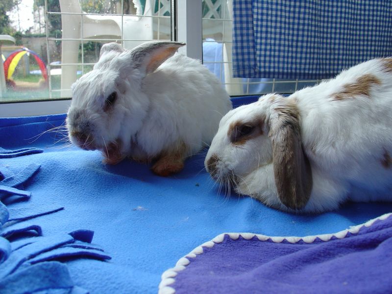 Rabbits Nudging for Attention