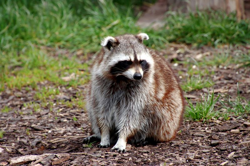 Raccoon