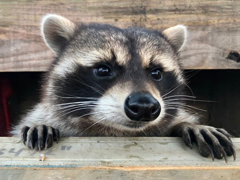 Raccoon