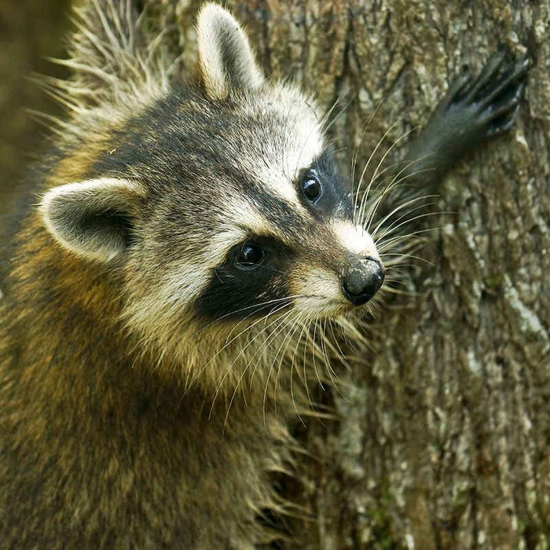 Raccoon