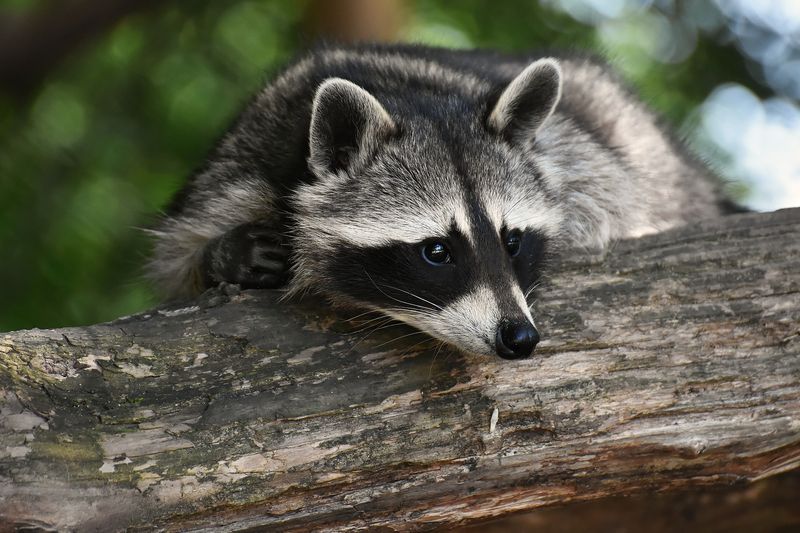 Raccoon