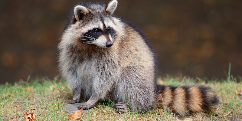 Raccoon