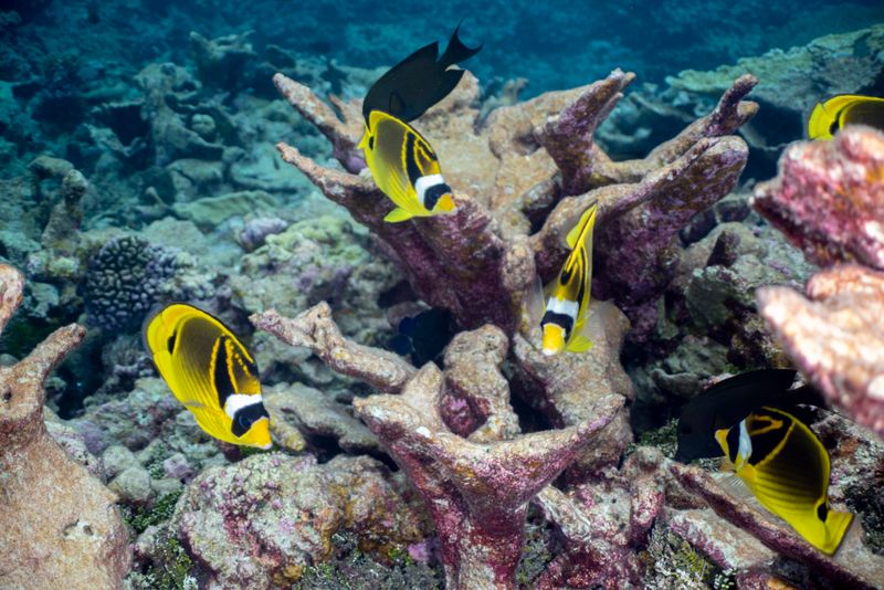 Raccoon Butterflyfish