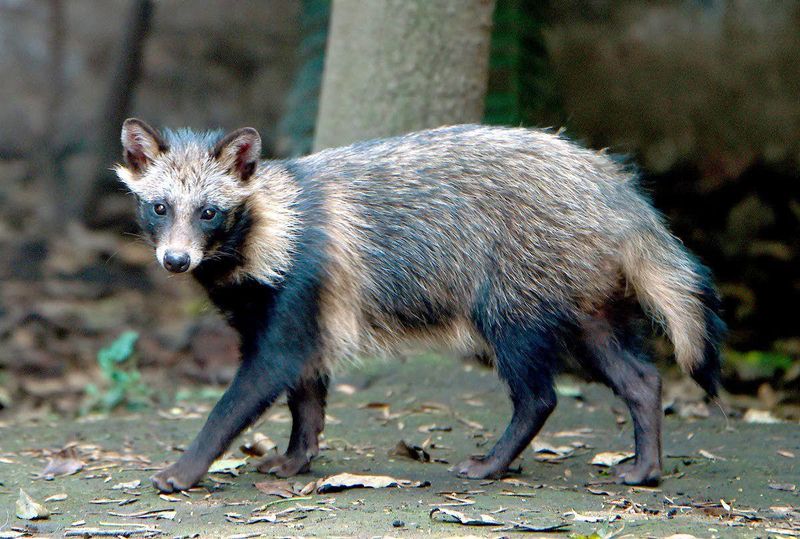 Raccoon Dog