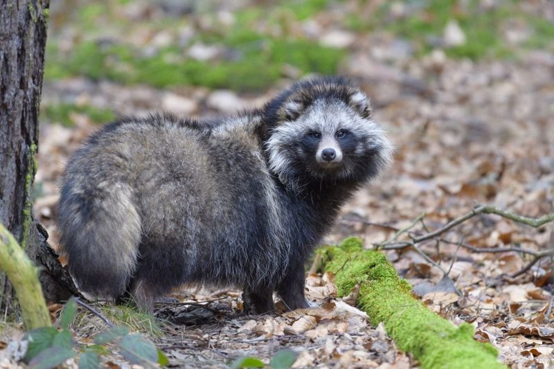 Raccoon Dog