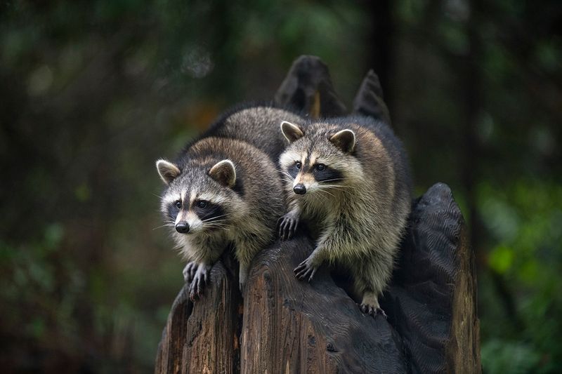 Raccoon Kits