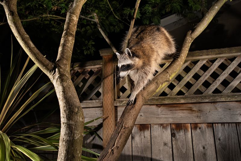 Raccoons' Urban Lifestyle