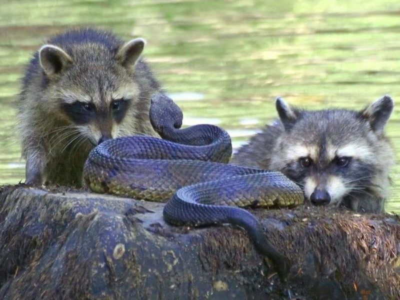 Raccoons