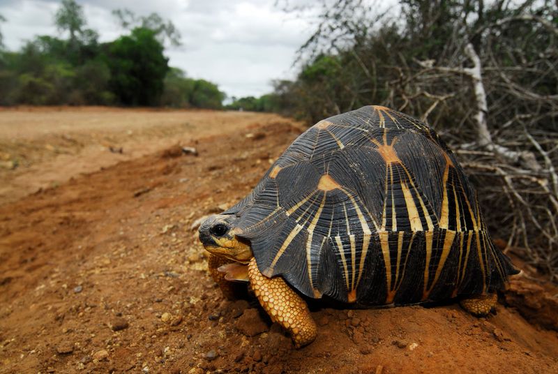 Radiated Tortoise