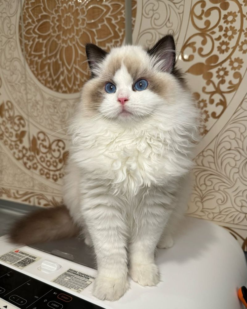 Ragdoll