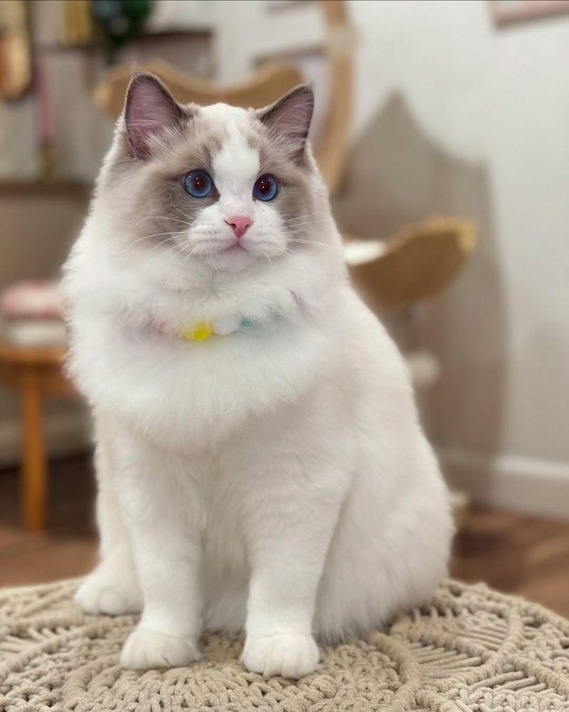 Ragdoll