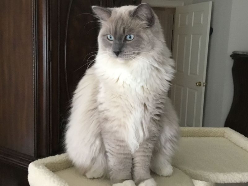 Ragdoll