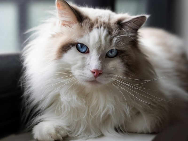 Ragdoll Cat