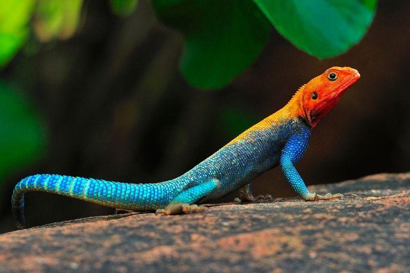 Rainbow Agama