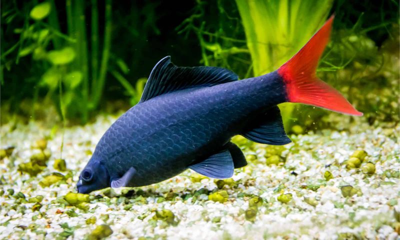 Rainbow Shark