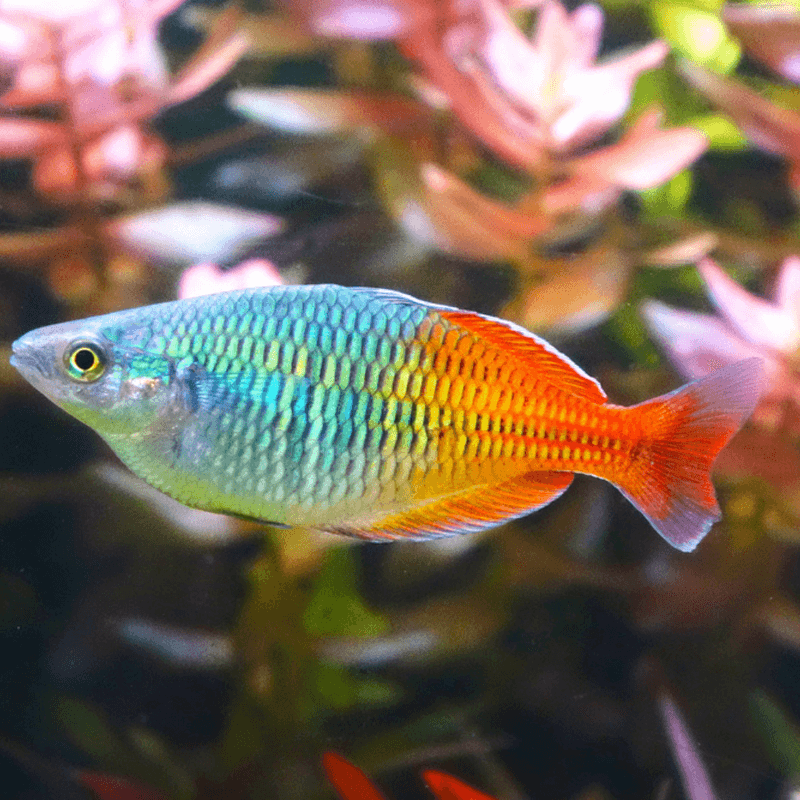 Rainbowfish