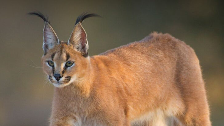 Rare and Endangered Big Cats