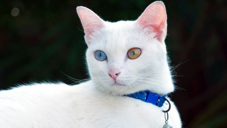 32 Rare and Exotic Cat Breeds You’ll Be Amazed Actually Exist