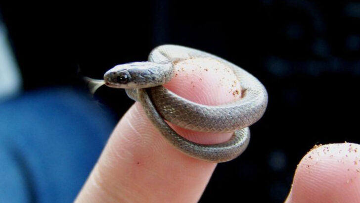 22 Rare and Unusual Snake Species You Didn’t Know Existed