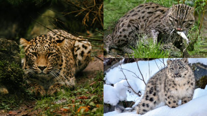 25 Rarest Felines on Earth and the Diverse Places They Inhabit