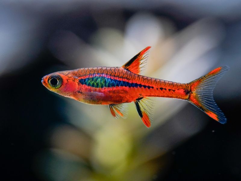 Rasbora