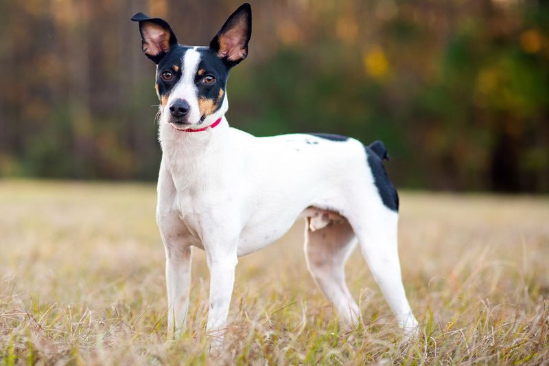 Rat Terrier