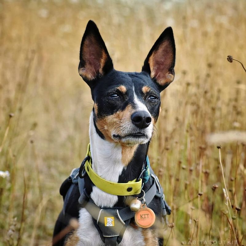 Rat Terrier