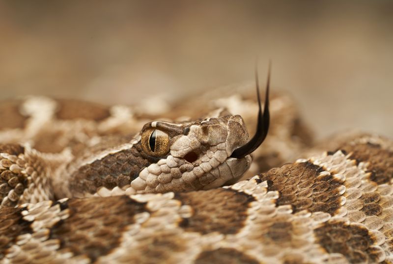 Rattlesnake