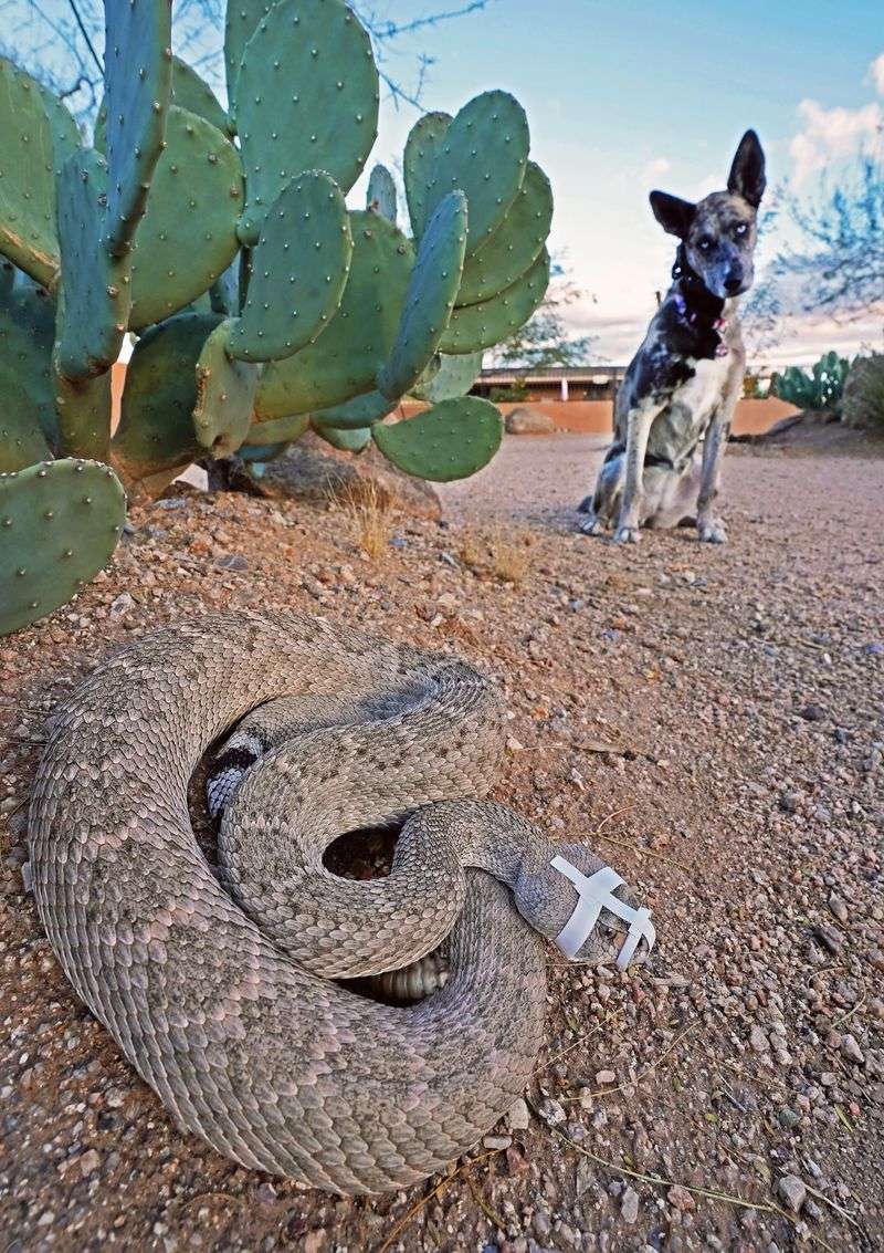 Rattlesnakes