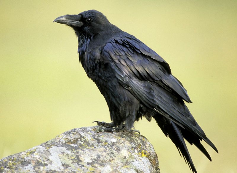 Ravens