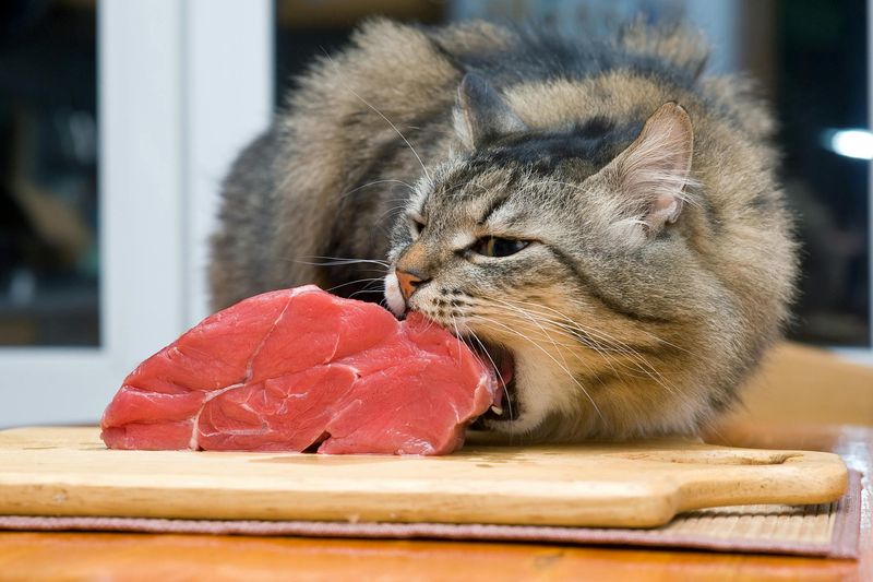 Raw Meat and Fish