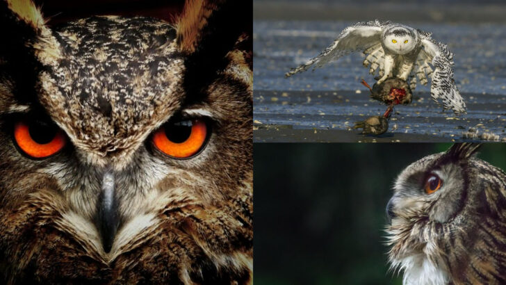 15 Reasons Owls Are the Most Mysterious Birds of the Night