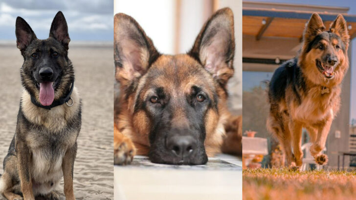 16 Reasons Why You Should Not Get a German Shepherd