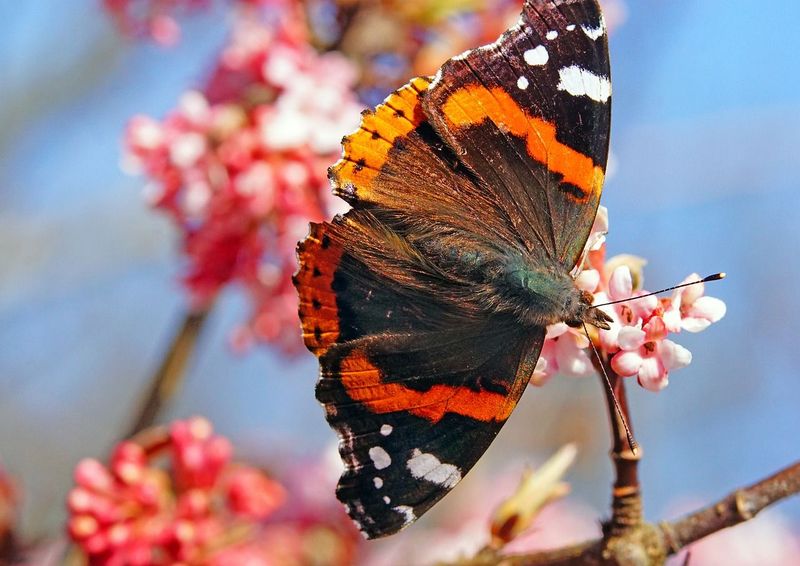 Red Admiral