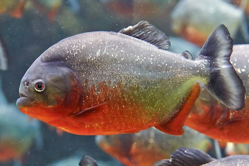 Red-Bellied Pacu