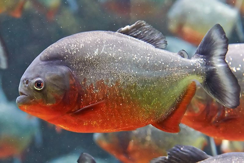 Red-Bellied Piranha