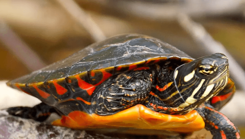 Red-Bellied Turtle