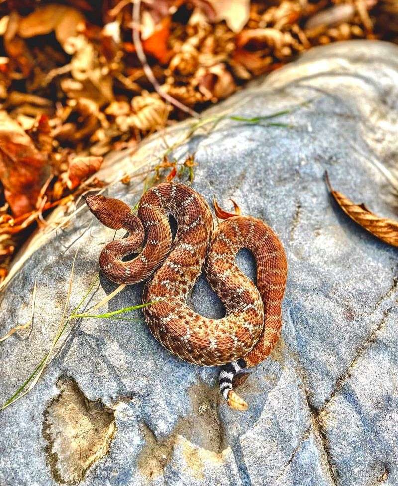 Red Diamond Rattlesnake