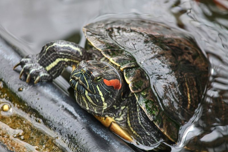 Red-Eared Slider Turtle