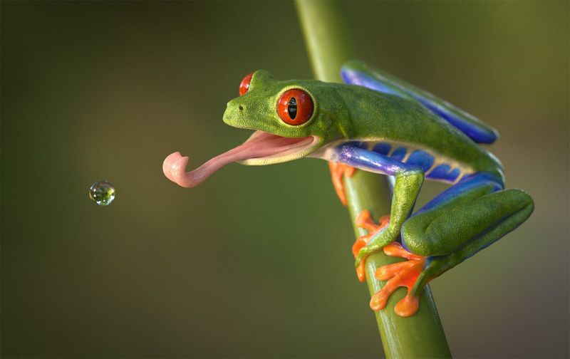 Red-Eyed Tree Frog