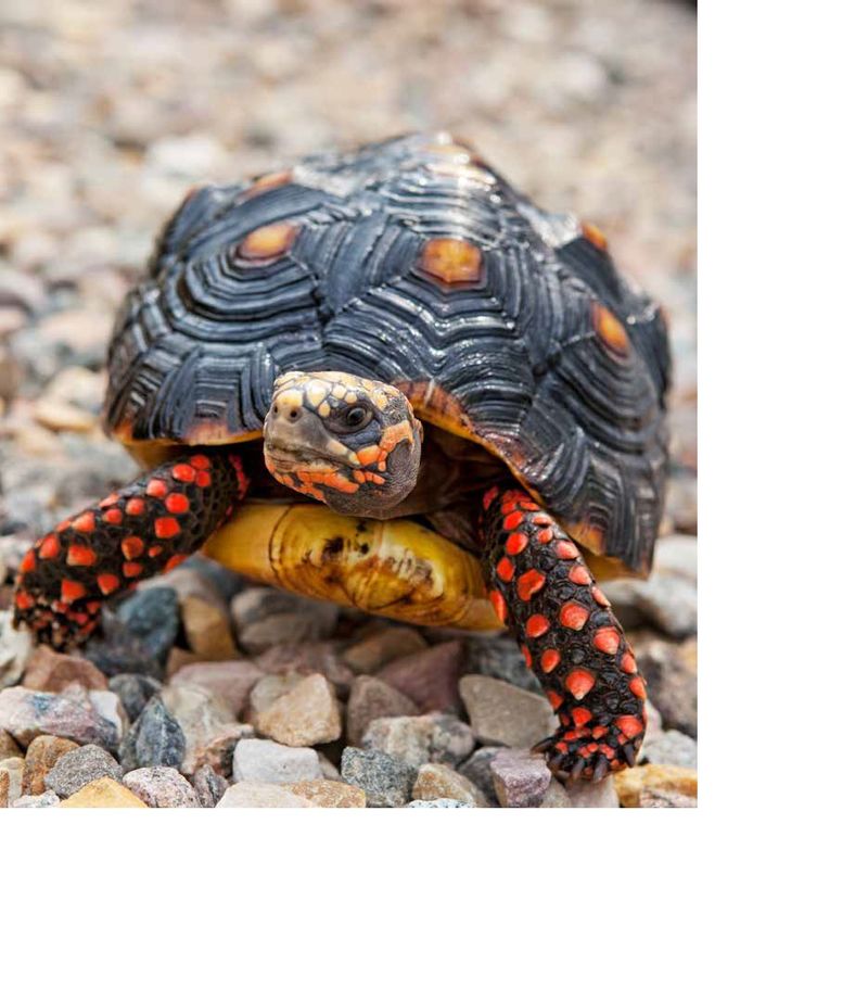 Red-Footed Tortoise