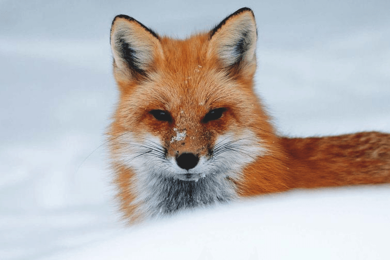 Red Fox