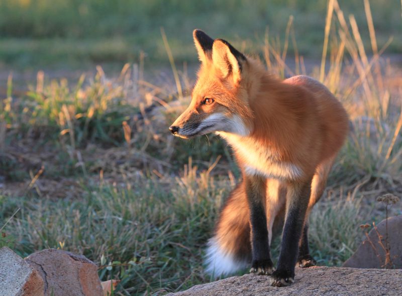 Red Fox