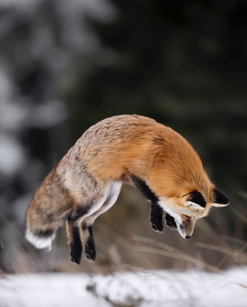 Red Fox