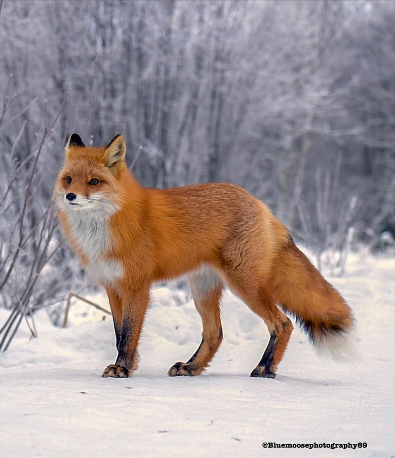 Red Fox