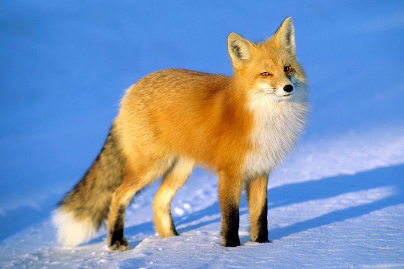 Red Fox