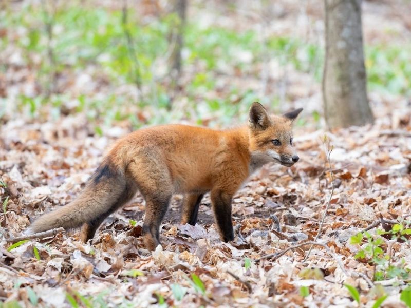 Red Fox